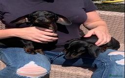 Dachshund dogs for sale: Two beautiful sisters miniature dachshunds  - Image 3