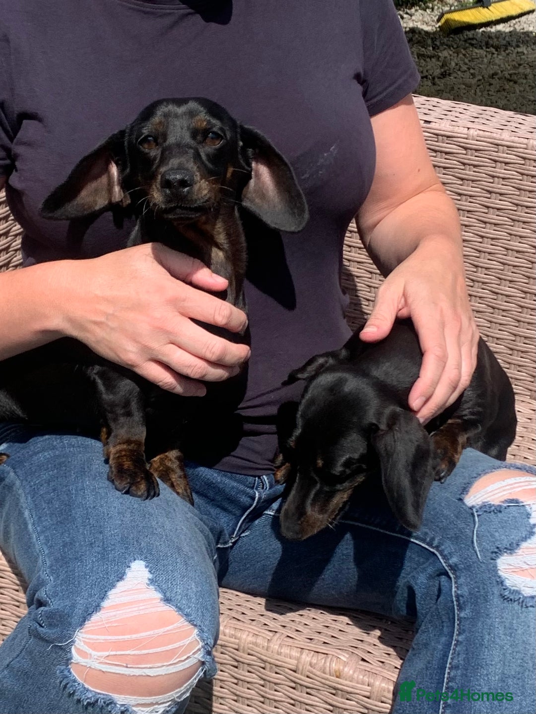 Dachshund dogs for sale: Two beautiful sisters miniature dachshunds  - Image 3