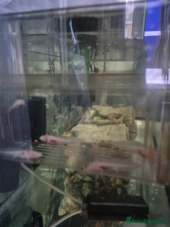 Axolotl reptiles - Advert 8