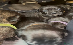 Cane Corso dogs for sale: Cane Corso first litter of puppies !! - Image 32