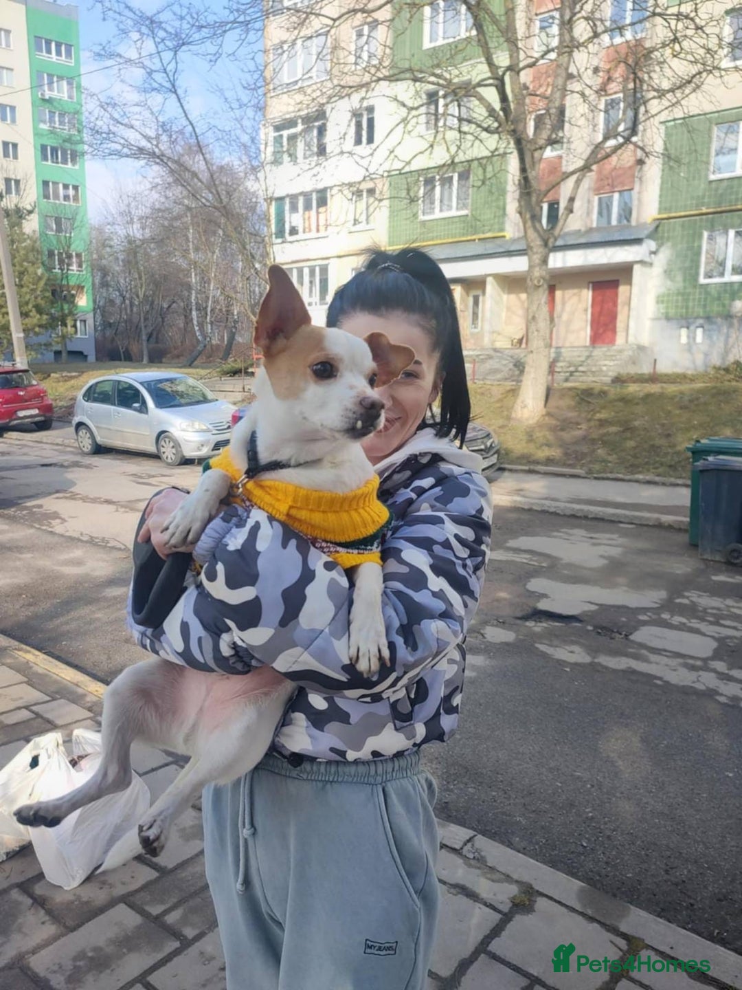Mixed Breed dogs for adoption: 💙🐶 ZAHAR 🐶💙 - Image 5