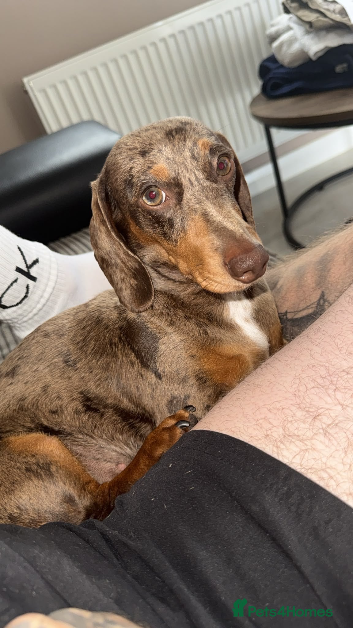 Miniature Dachshund dogs KC Registered Mini Dachshund Puppies – Available - Advert 1