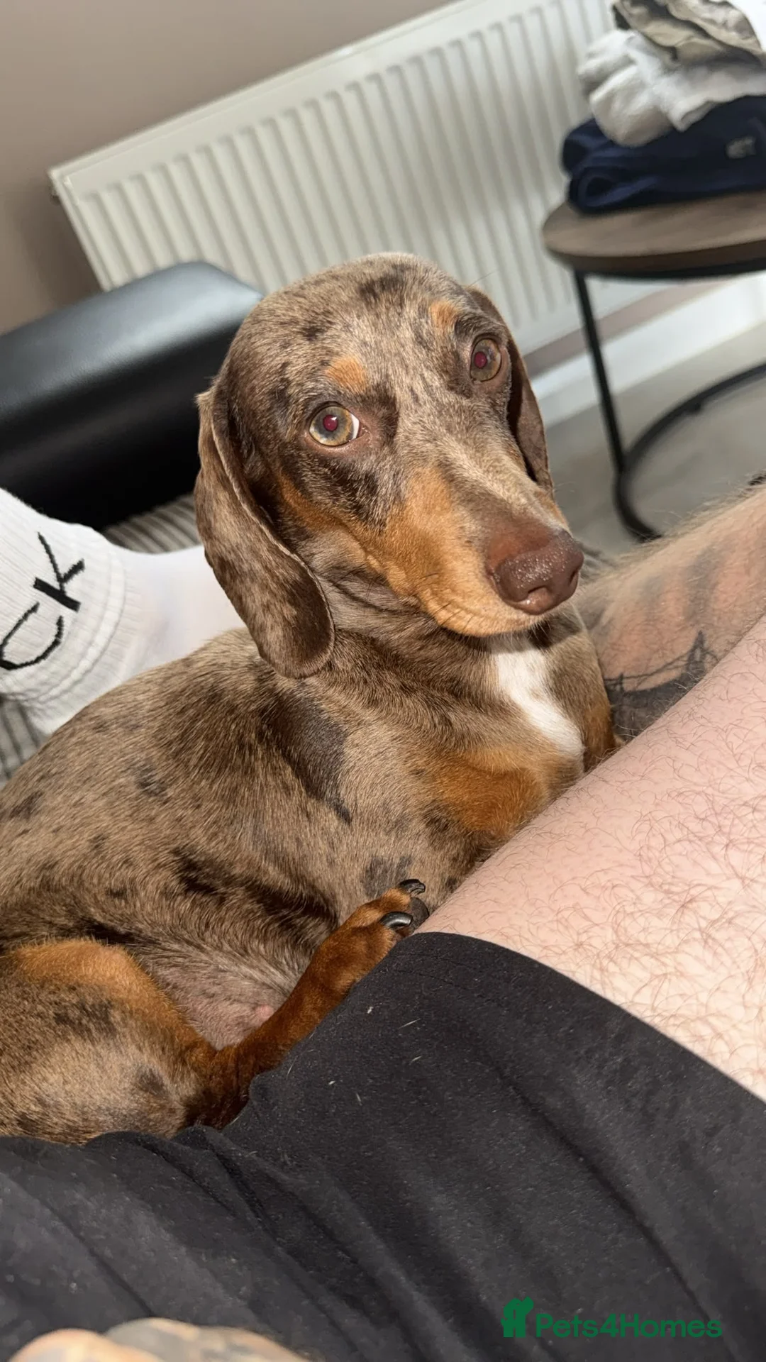 Miniature Dachshund dogs for sale: KC Registered Mini Dachshund Puppies – Available - Advert 1