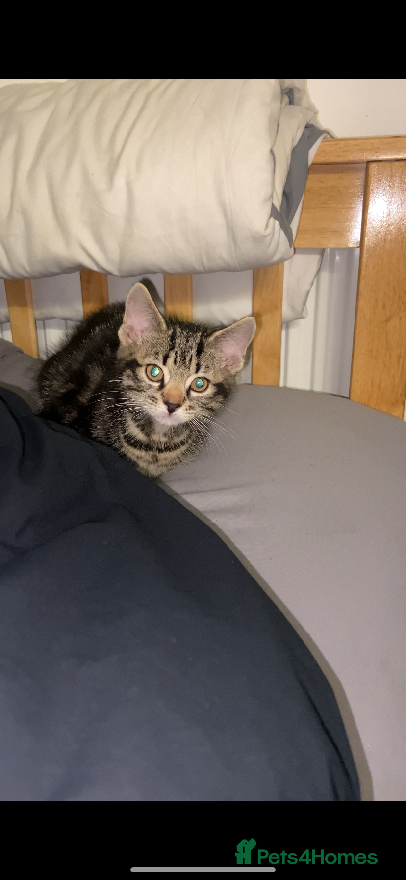 Mixed Breed cats Beautiful kitten  - Advert 2