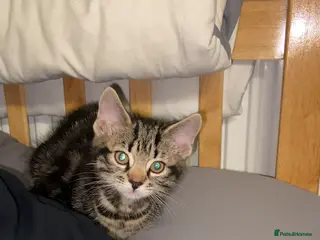 Mixed Breed cats Beautiful kitten - Advert 2