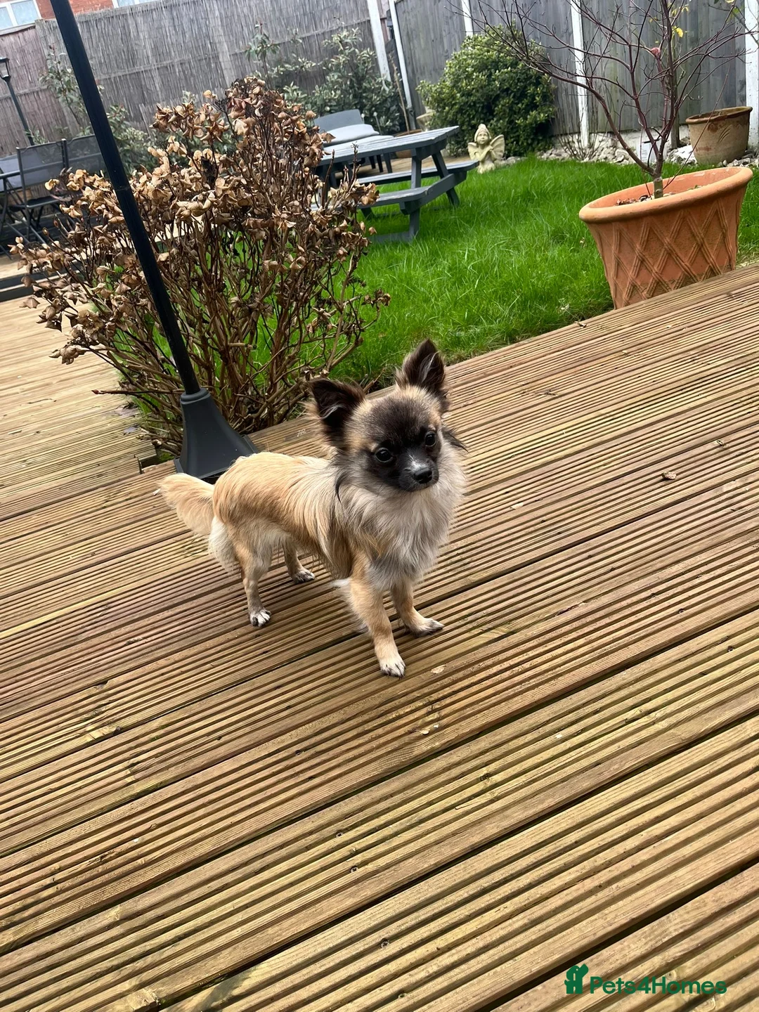 Chihuahua dogs for sale: Male Long Haired Chihuahua! - Advert 7