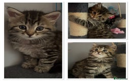 Mixed Breed cats for sale: Maine coon x Persian  - Image 4