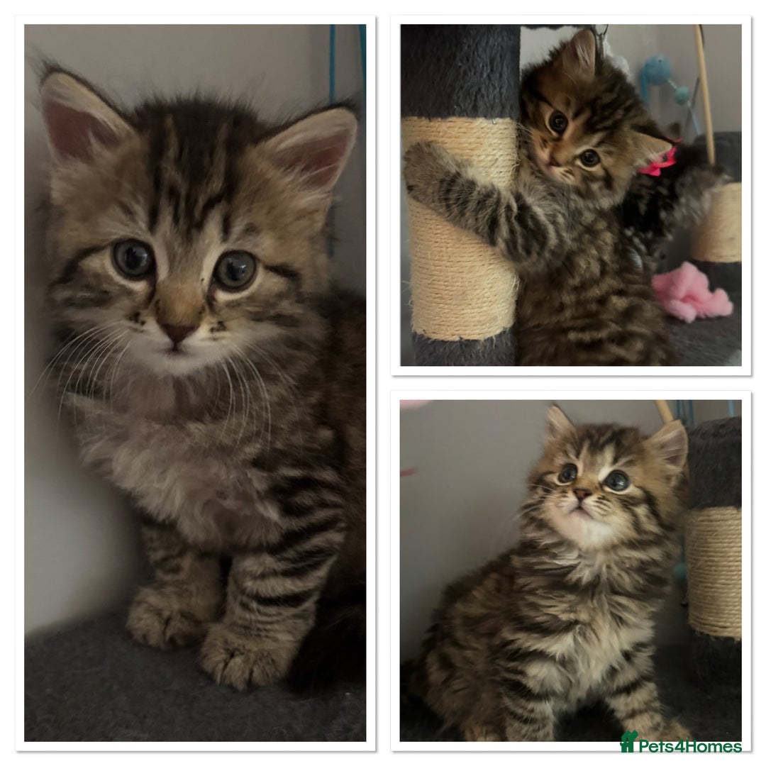 Mixed Breed cats for sale: Maine coon x Persian  - Image 4