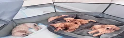 Toy Poodle dogs for sale: 5 Adorable Toy Poodle Puppies - Advert 32