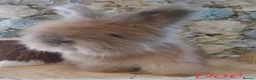 Angora rabbits for sale: 2 Beautiful Angora Ready Now  - Advert 5