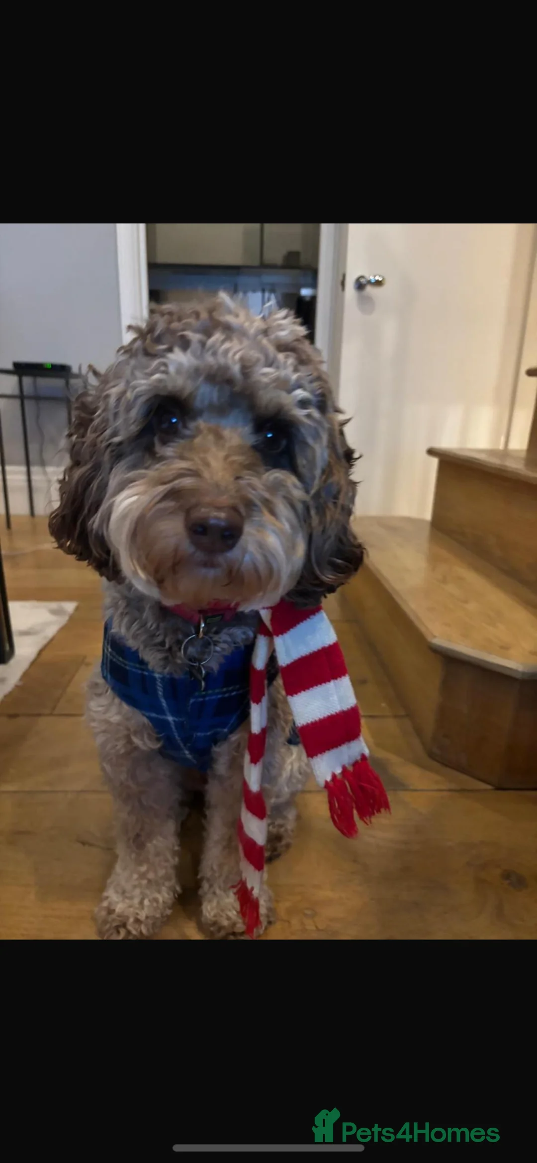 Cockapoo dogs for stud: TRICOLOUR F1 PROVEN ATAT CERTIFIED COCKAPOO STUD in Bromley - Advert 37