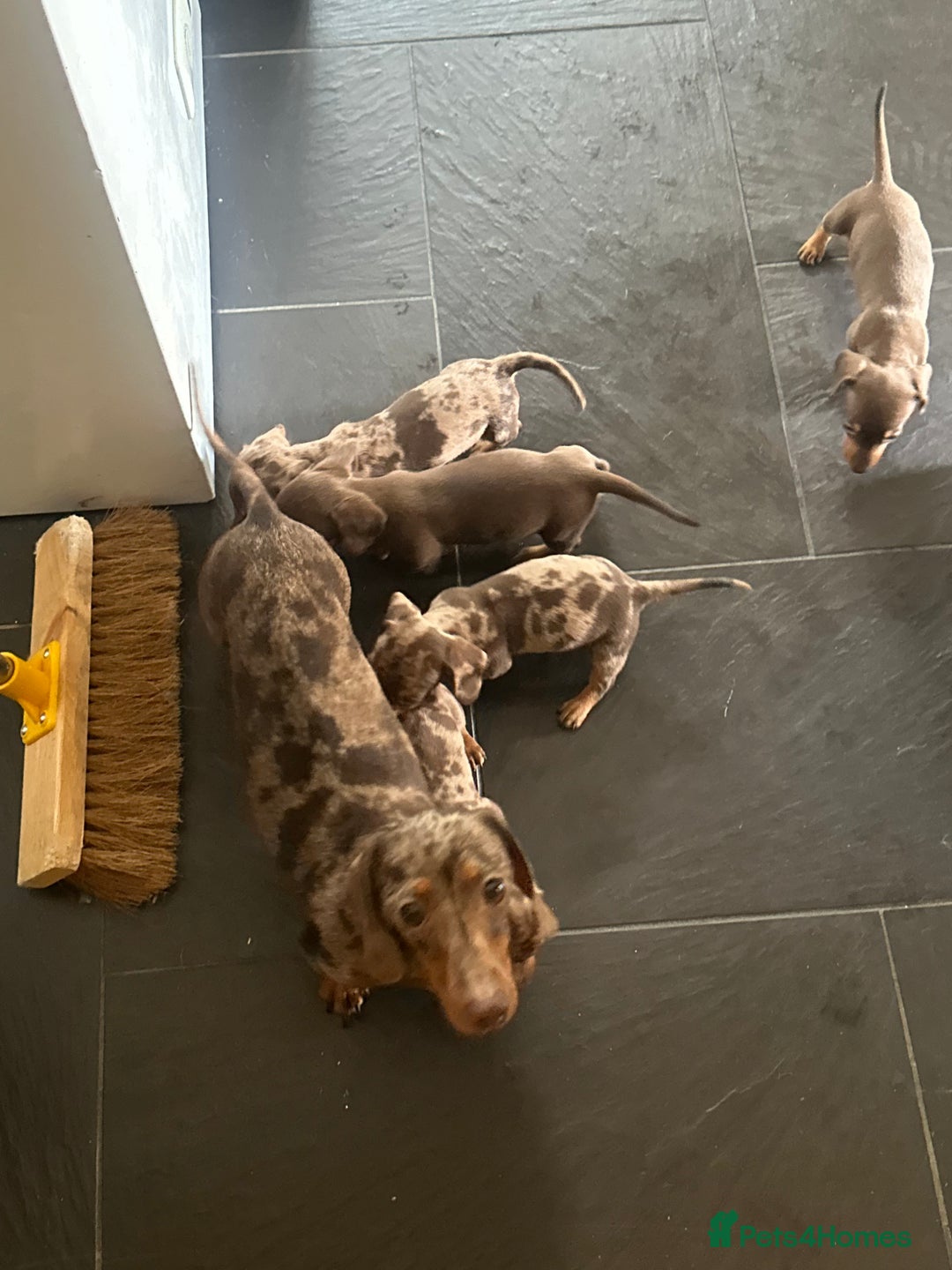 Miniature Dachshund dogs for sale: Beautiful Miniature chocolate & Dapple Puppies - Image 11