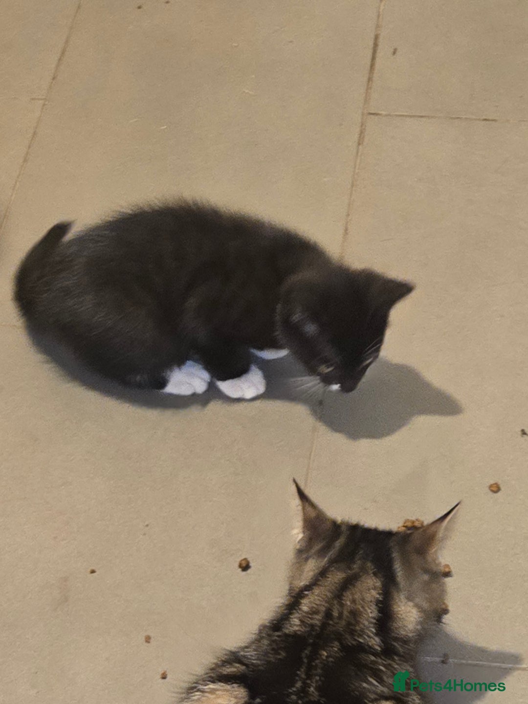 British Shorthair cats for sale: 2 kittens available now. B/w and calico - Image 1