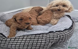 Miniature Poodle dogs for sale: KC Registered Red Miniature Poodle Puppies  - Image 10