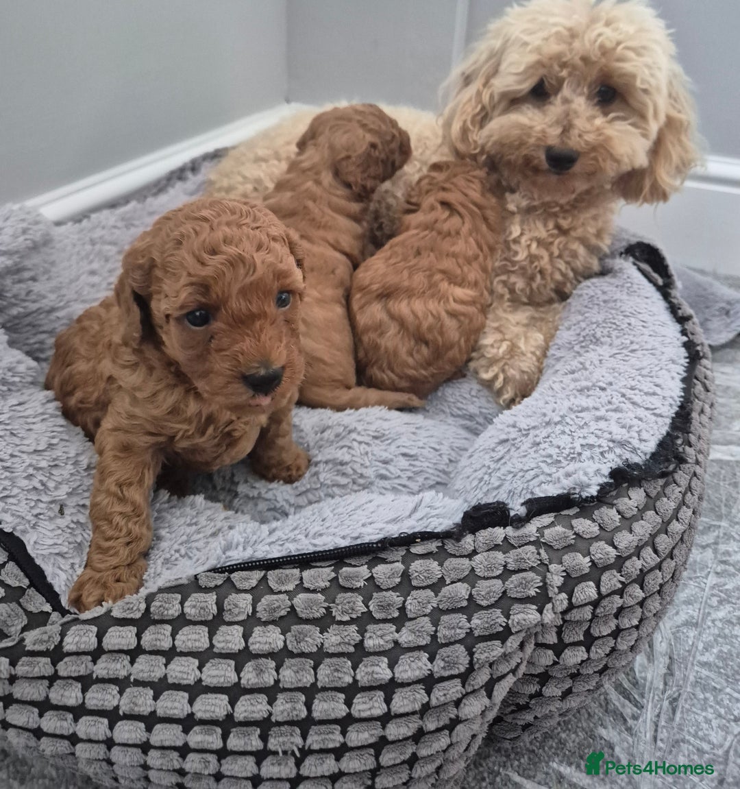 Miniature Poodle dogs for sale: KC Registered Red Miniature Poodle Puppies  - Image 10
