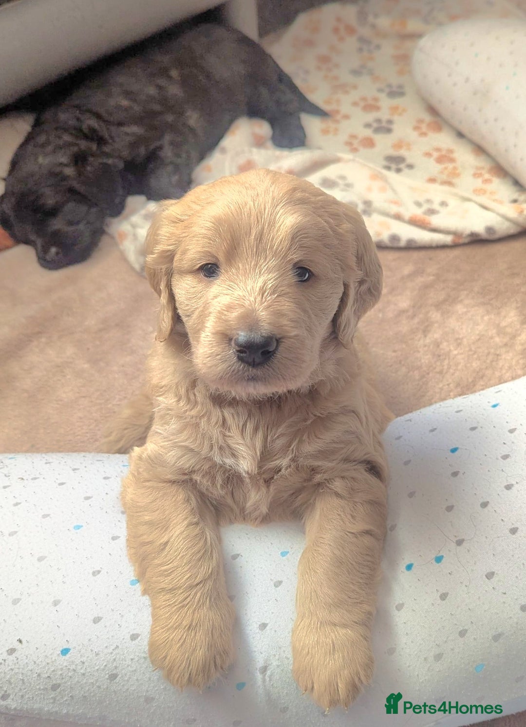 Mixed Breed dogs for sale: Bernedoodle  - Advert 10