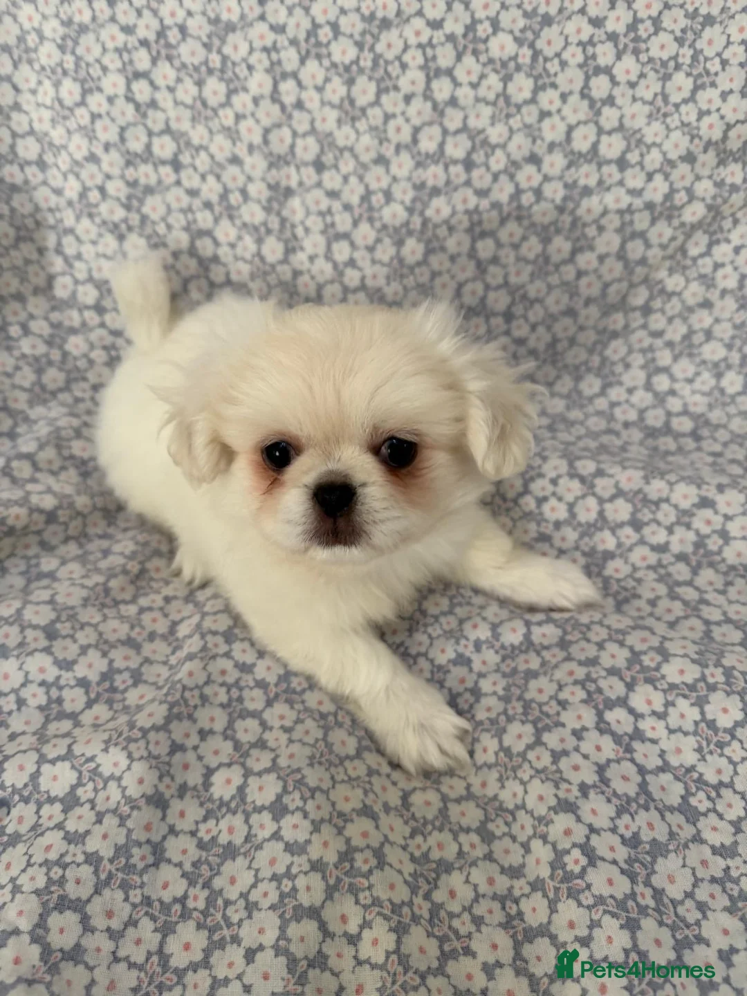 Pekingese dogs for sale: KC puppys white Pekingese  - Advert 2