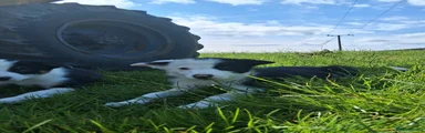 Border Collie 2