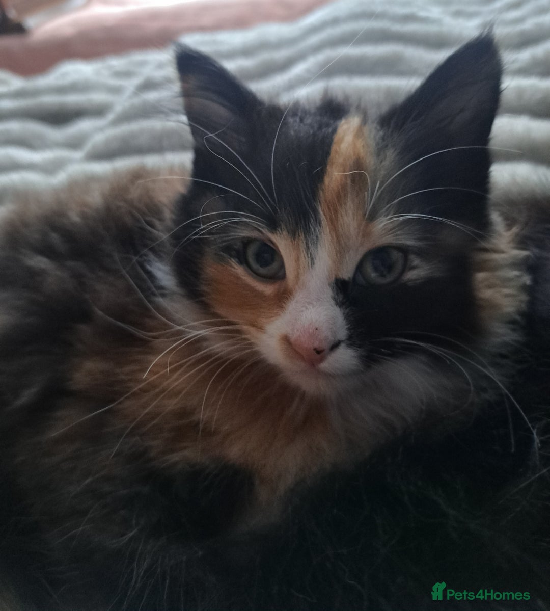 Mixed Breed cats for sale: Girl cat looking for a home - Advert 3