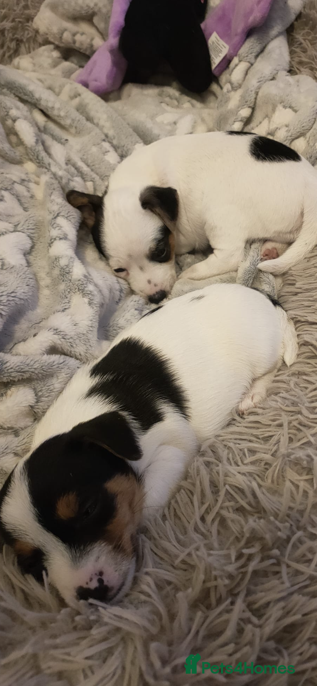 Jack Russell dogs for sale: Short leg pure bred jacks Russel original type .  - Image 9