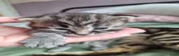 Mixed Breed cats for sale: Beautiful fluffy tabby X ragdoll boy - Advert 4