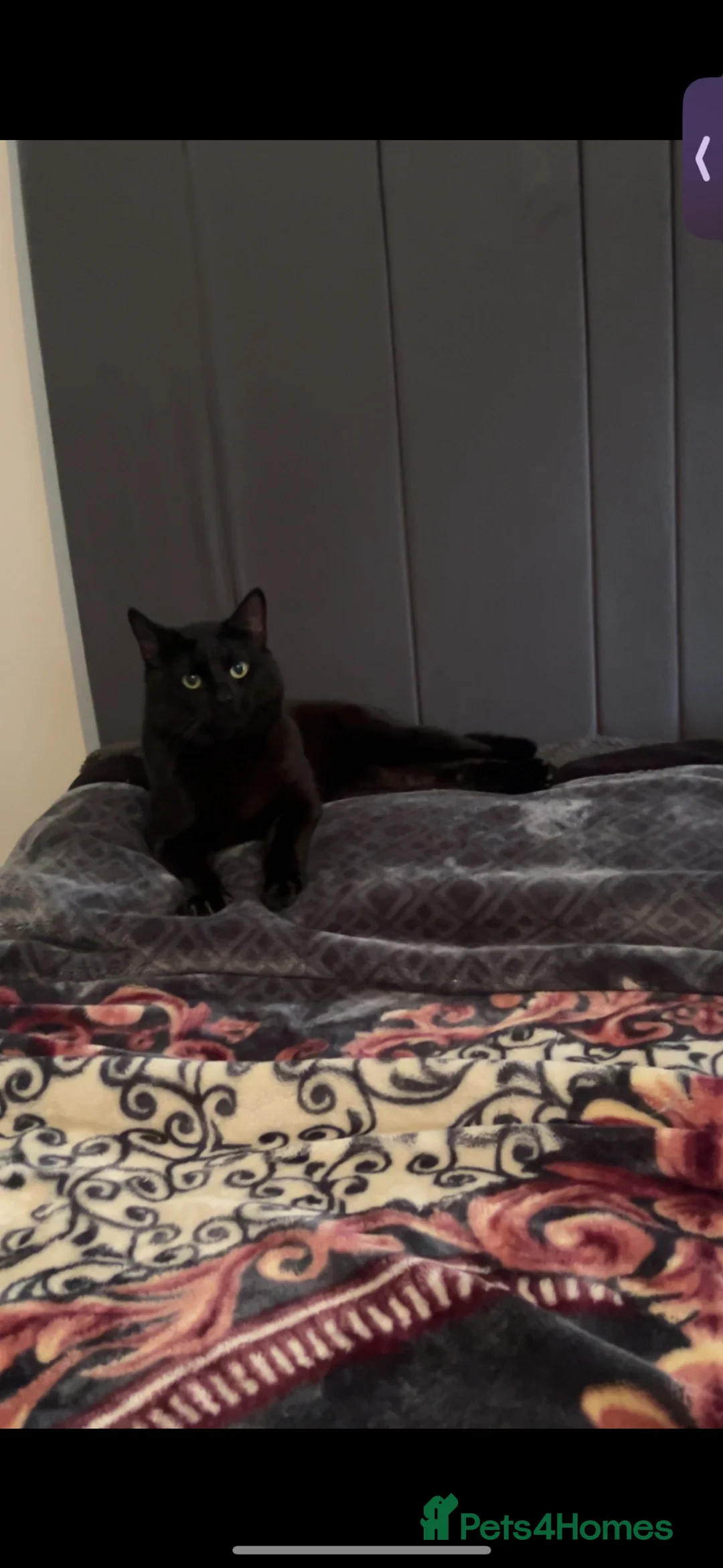 Mixed Breed cats for sale: Male cat  - Advert 1