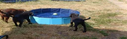 Labrador Retriever dogs for sale: KC REGISTERED BLACK BITCH PUPPY FOR SALE - Advert 6