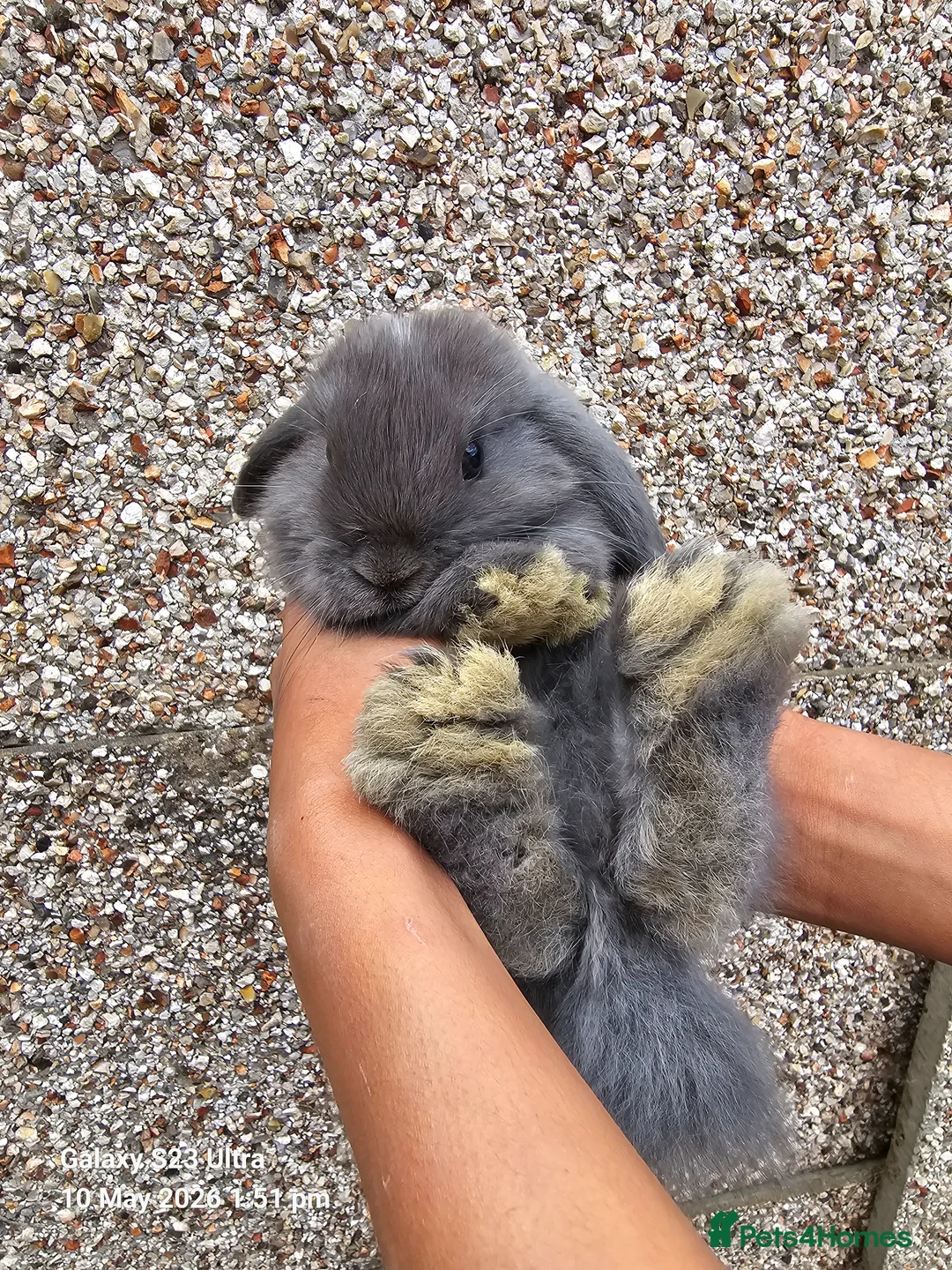 Mini Lop rabbits for sale: Mini lop rabbits in Banbury - Advert 2