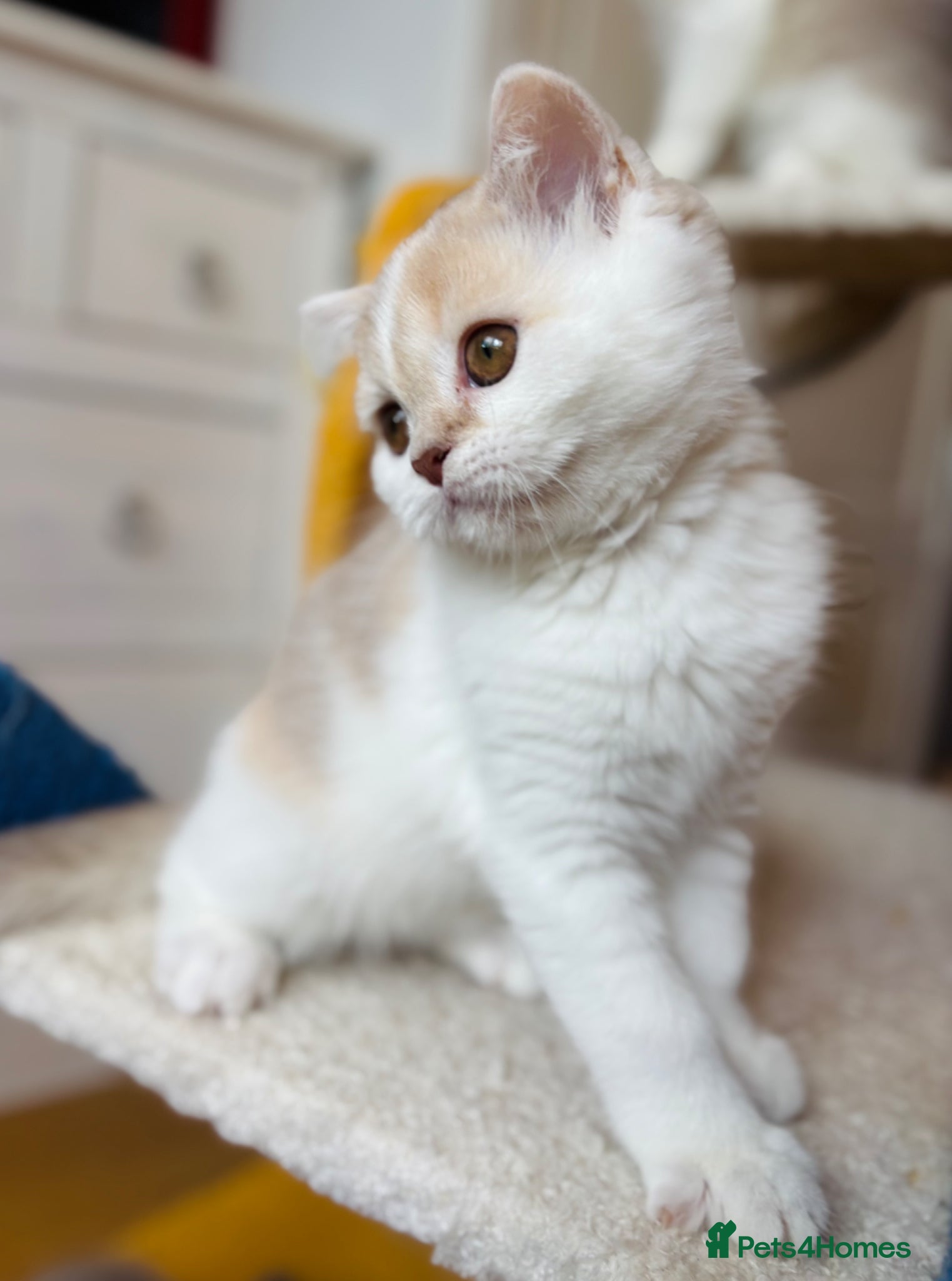 Scottish Fold cats for sale: Pedigree Adorable Scottish Fold Kittens  - Advert 4