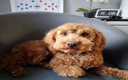 Cockapoo dogs for sale: Ready Now F1b Fox Red Curly Cuties - Image 11