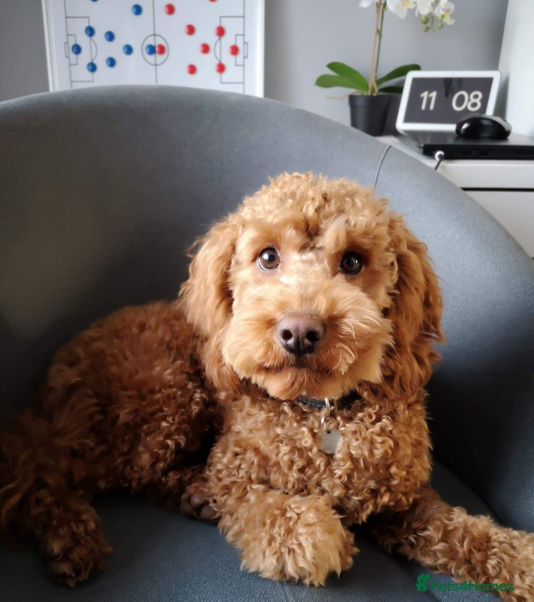 Cockapoo dogs for sale: Ready Now F1b Fox Red Curly Cuties - Image 11