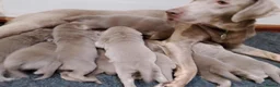 Labrador Retriever dogs for sale: Silver Labrador Retriever Puppies - Advert 21