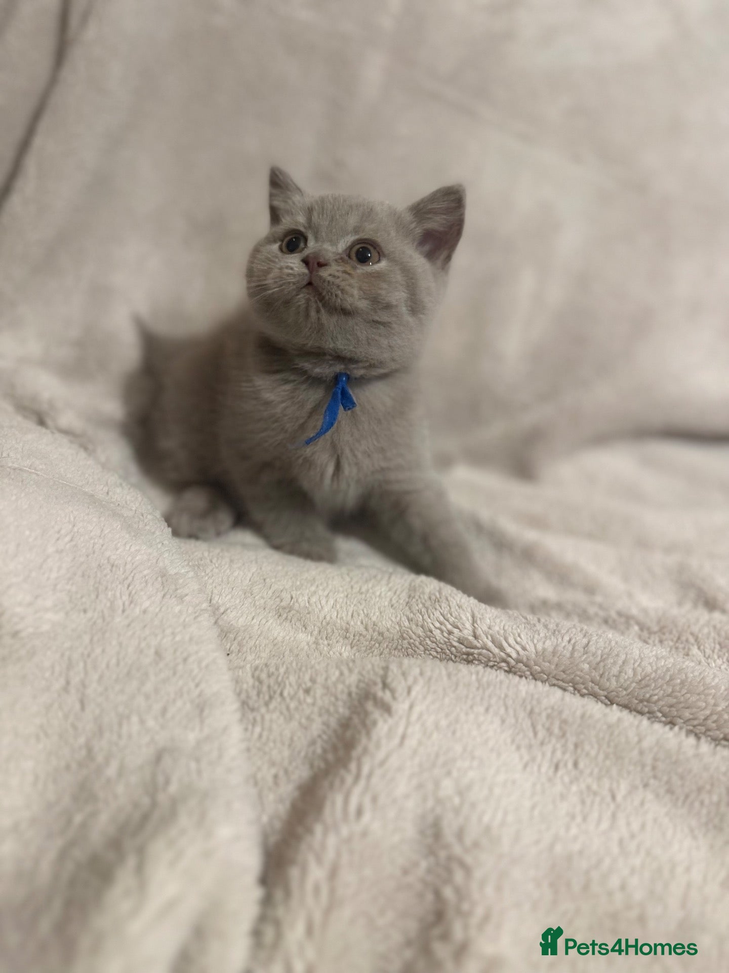 British Shorthair cats Supreme Champion Line British Shorthair Kittens - Advert 2