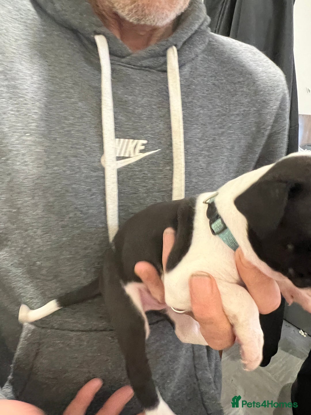 Mixed Breed dogs for sale: 3 Beautiful puppies looking for forever homes. - Advert 12