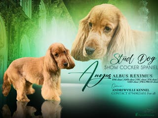 Cocker Spaniel dogs KC STUNNING SHOW COCKER (FULLY HEALTH TESTED) in Galston - Advert 11