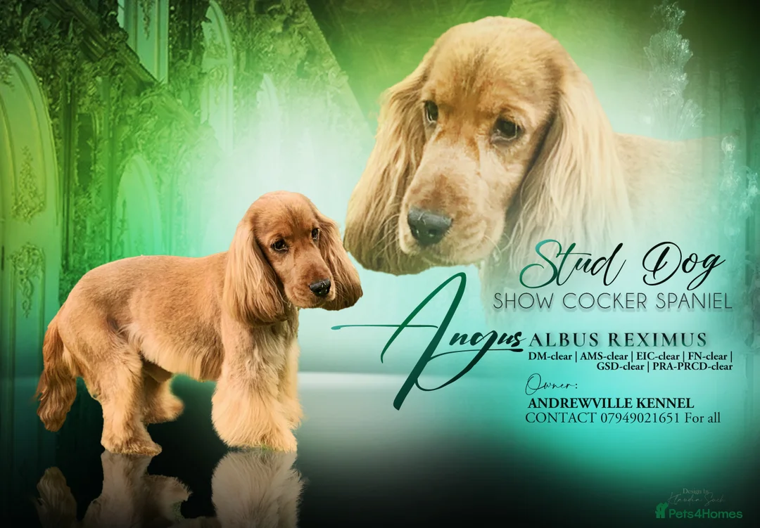 Cocker Spaniel dogs for stud: KC STUNNING SHOW COCKER (FULLY HEALTH TESTED) in Galston - Advert 1