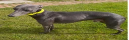 Whippet dogs for sale: Blue whippets  - Advert 3