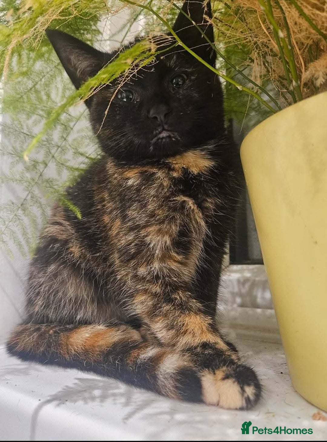 Mixed Breed cats for sale: Female and Male - Advert 9