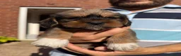 Mixed Breed dogs for sale: Gorgeous puppys wire hair dashhone/Shih Tzu - Advert 8