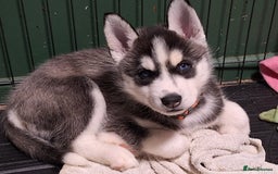 Siberian Husky dogs for sale: Siberian Husky X Pups - Image 1