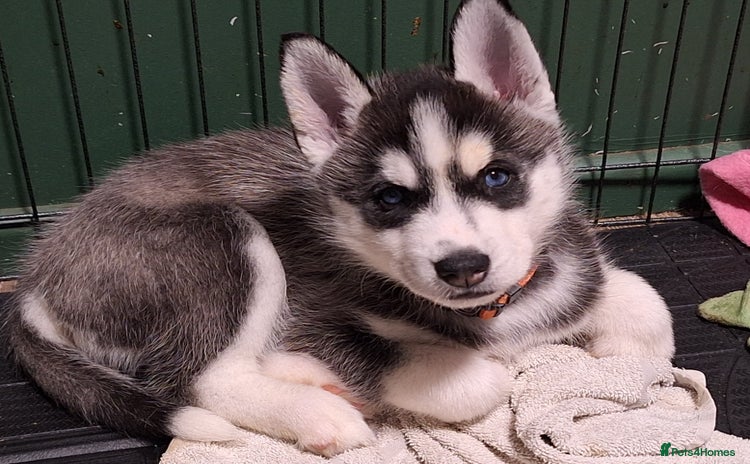 Siberian Husky dogs - Advert 1