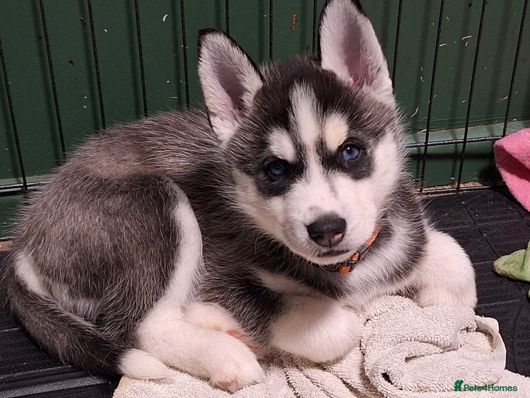 Siberian Husky dogs for sale: Siberian Husky X Pups - Image 1