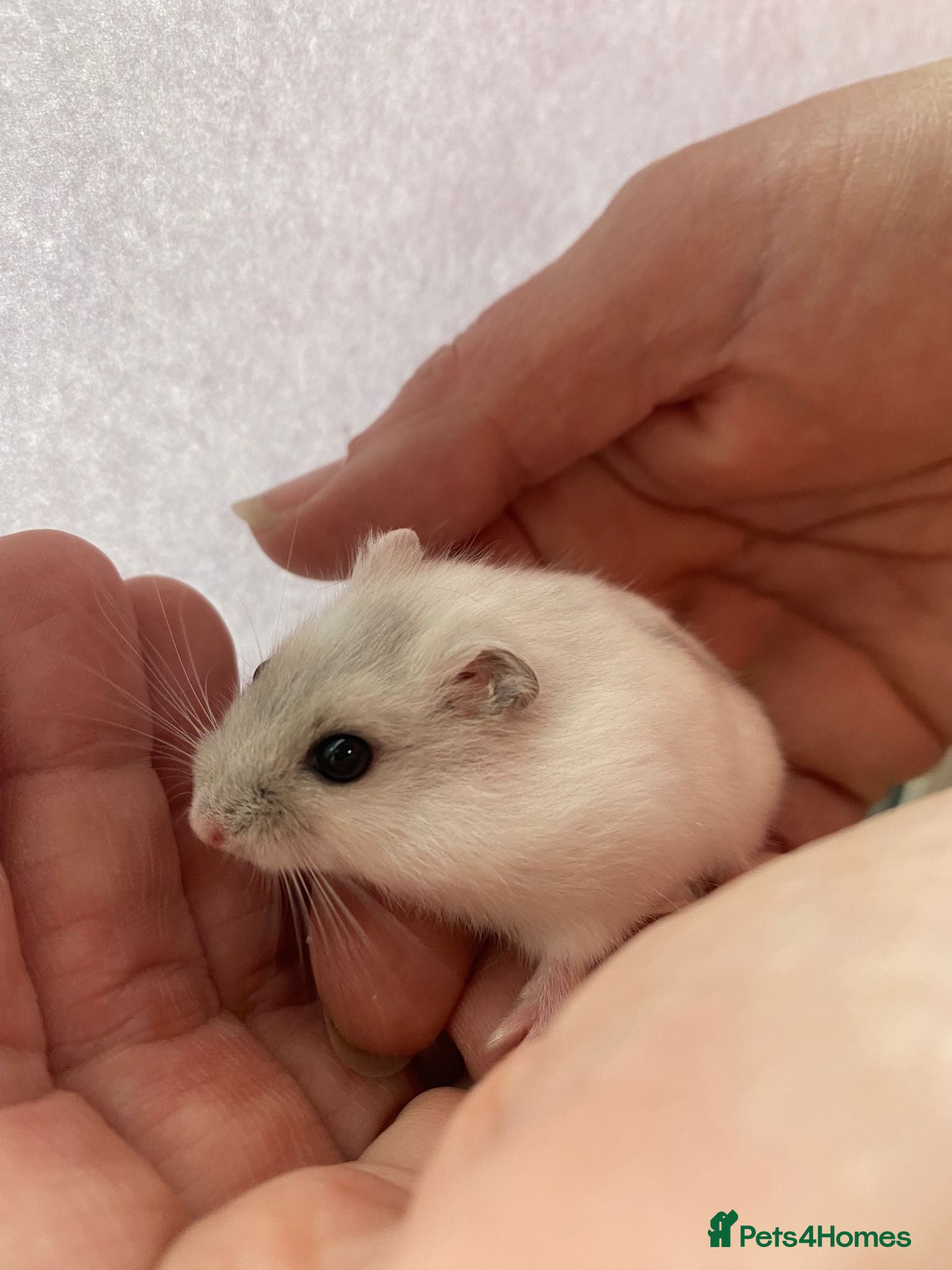 Hamster rodents Baby winter white dwarf hamsters ready now  - Advert 4