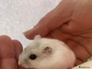 Hamster rodents Baby winter white dwarf hamsters ready now - Advert 4