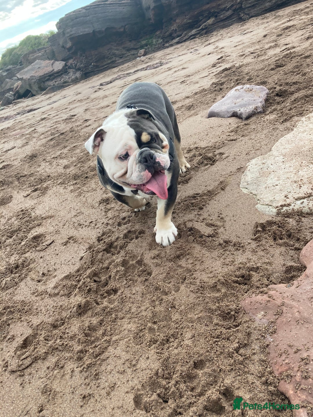 English Bulldog dogs for sale: Looking for new FOREVER home🏡 - Advert 17