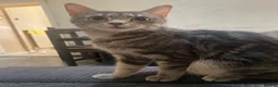 American Shorthair cats for sale: Price negotiable for Mocha  in Birmingham - Advert 3