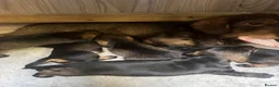 Miniature Dachshund dogs for sale: Miniature Wire haired Dachshund  - Advert 28
