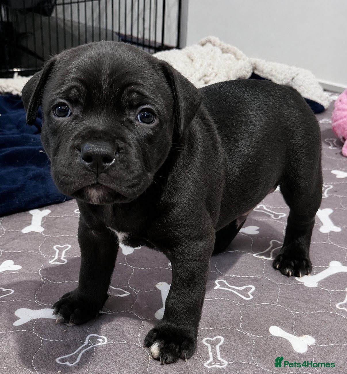 Staffordshire Bull Terrier dogs Kc blue Staffordshire bull terrier puppies  - Advert 8
