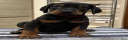 Dobermann dogs for sale: Top Quality Dobermann Puppies Available - Advert 9