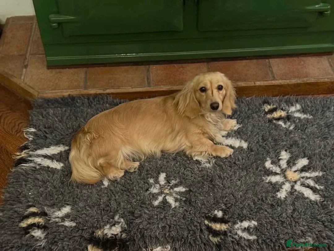 Miniature Dachshund dogs for sale: Stunning litter miniature of long haired creams  - Advert 2